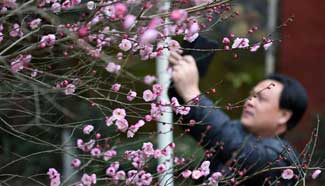 In pics: Plum blossom in central China's Hubei