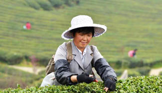 In pics: tea plucking season in China's Guizhou