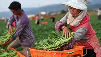 Farmers harvest pollution-free vegetables in China's Yunnan Province