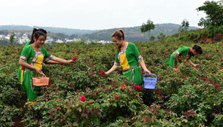 Farmers pick eatable roses in Mile, SW Yunnan