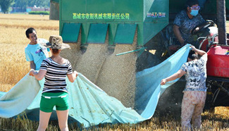 Wheat enters into harvest season in N China