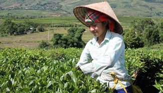 Exports of Vietnamese tea decrease 2.5 pct in volume, 0.6 pct in value