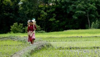 People start rice plantation as monsoon season begins in Nepal