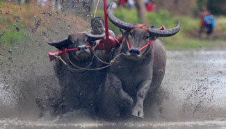 Annual buffalo racing kicks off in Thailand