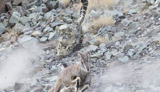 Rare pictures: how snow leopard hunt bharals