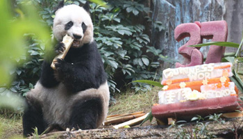 World's oldest giant panda enjoys 37th birthday celebration in Hong Kong
