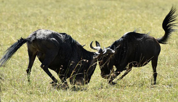 Animal Kingdom: Masai Mara National Reserve of Kenya