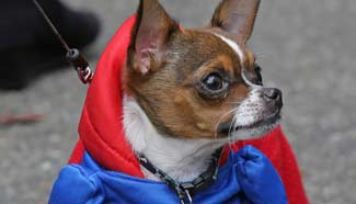 Dogs dressed up for Halloween parade in New York