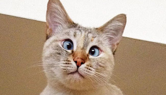 Cute cross-eyed cat becomes internet sensation
