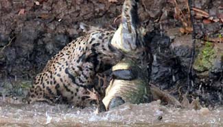Wrestle between jaguar and caiman