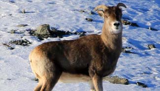 Altay sees increase in quantity of siberian ibex, goitered gazelle