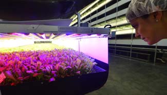 AeroFarms grows food indoors without sun or soil