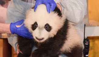 4-month-old Panda "Bei Bei" receives physical examination