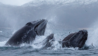 Humpback whales jump out of water