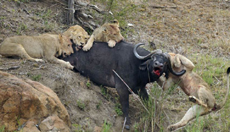 Starving lions siege buffalo in S Africa