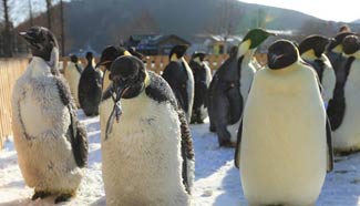 Molting emperor penguins seen in NE China