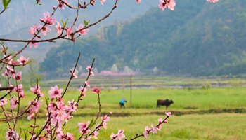 Bamei Village: The legendary peach blossom valley