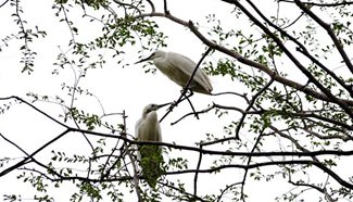 Egrets seen at Shanghai Jiao Tong University