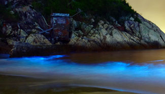 Red tide caused by Noctiluca scintillans seen in China's Shenzhen