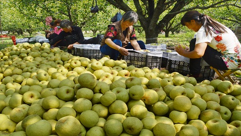 农业银行大力发展农户贷款业务