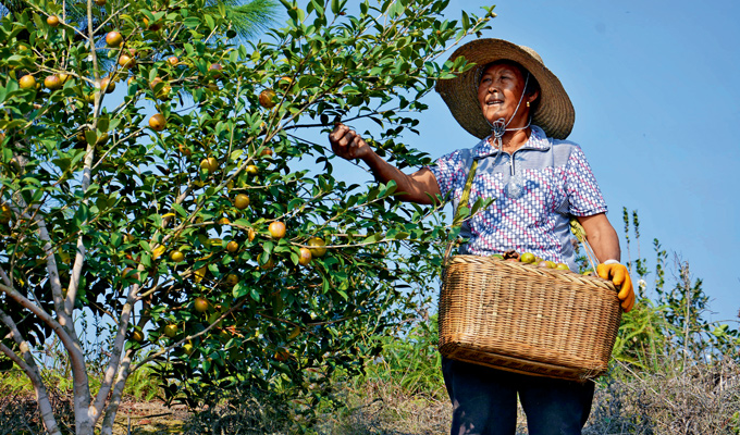 江西赣州农民正在国开行支持的油茶产业精准扶贫示范基地采摘油茶果