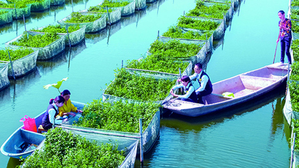 邮储银行服务乡村振兴战略
