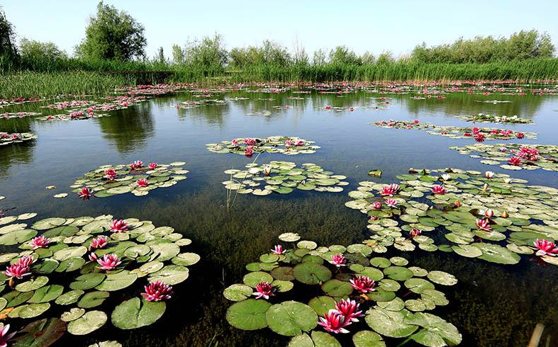 等莲花盛开、采摘莲子时，我们一定再来