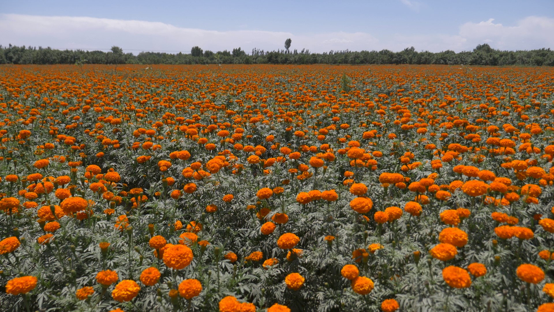 帮扶阿热勒乡桑霍依拉村万寿菊种植基地