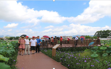 荷花盛开&mdash;&mdash;广发银行惠州分行驻三嘉村扶贫干部王伟彪