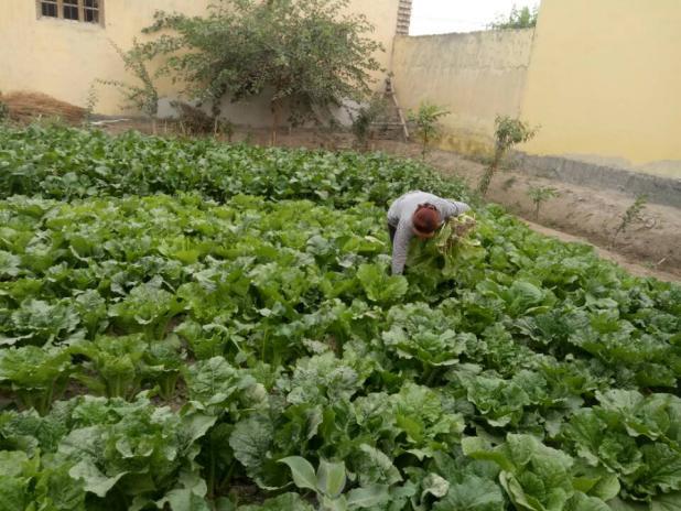 庭院开出幸福花
