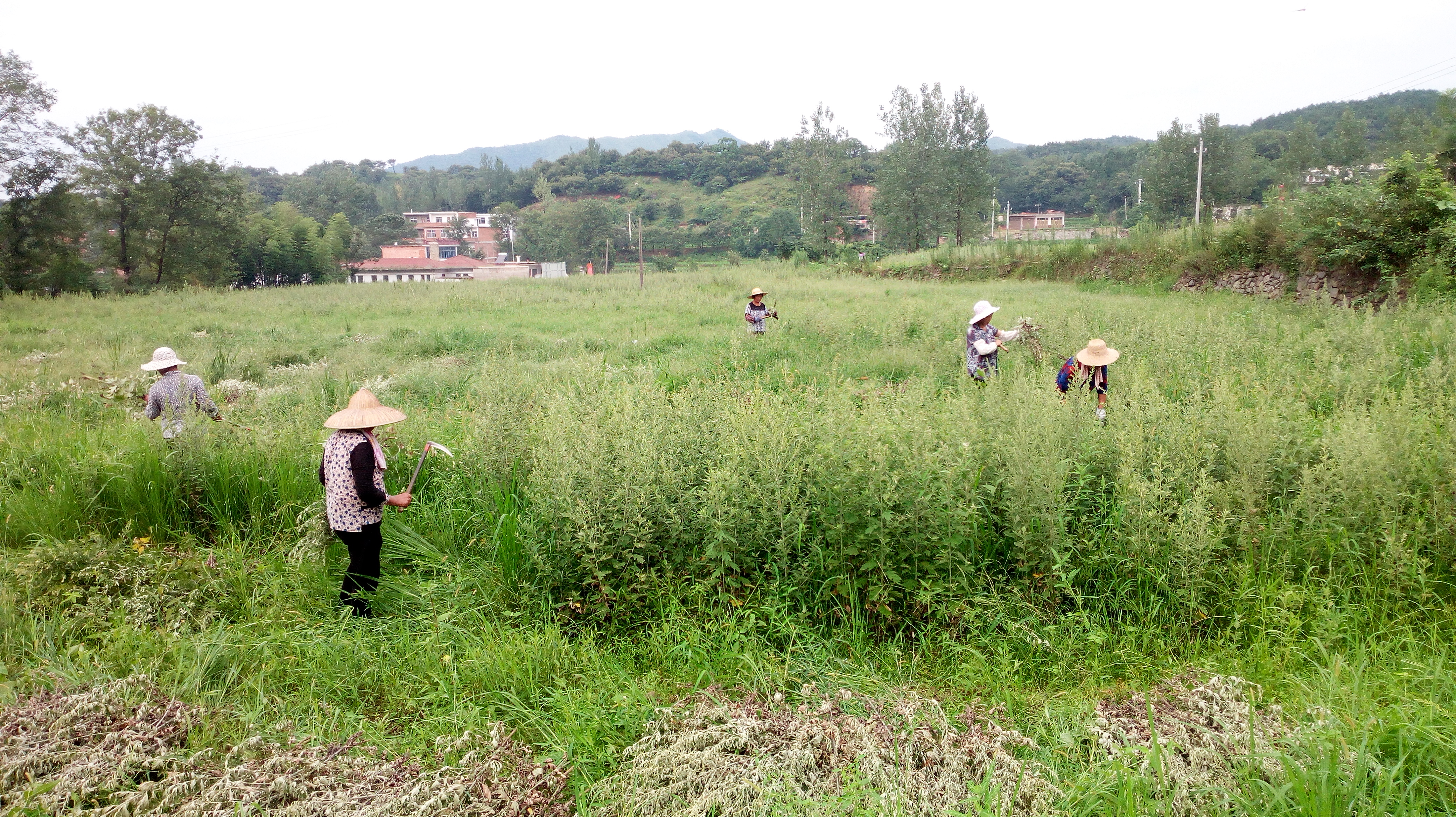爱洒大别山 助“艾”走上致富路