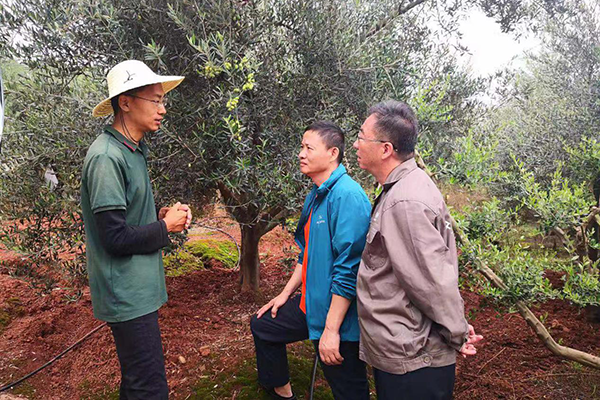 从洋芋到油橄榄 平安人一步一脚印带悬崖村走出脱贫路