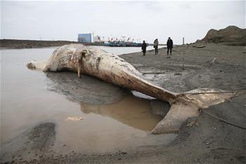 上海发现一死亡须鲸 计划制成标本
