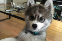 自带眼线美国小狗走红汪星界