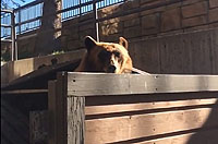 美一棕熊躲垃圾桶“偷吃”被赶走