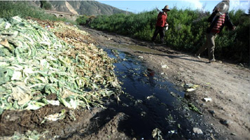蔬菜大县的“尾菜之困”