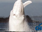 白色座头鲸现身海滨