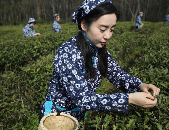 採茶姑娘走進南京中山陵園開採雨花春茶