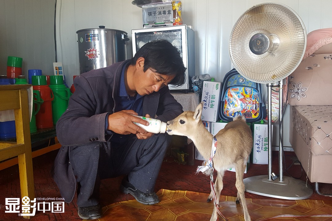 今年44岁的尖木措是青海省海北藏族自治州海晏县甘孜河乡达玉村的牧民，自1996年起，尖木措便开始和好友自发救助普氏原羚等野生动物，并捡拾青海湖畔的垃圾。从达玉村周边的草原到青海湖边，这条路尖木措来来回回走了二十多年，经他救助并康复的普氏原羚已有十余只。尖木措正在给年幼的普氏原羚喂奶。（图片由受访者提供，拍摄于2016年7月）