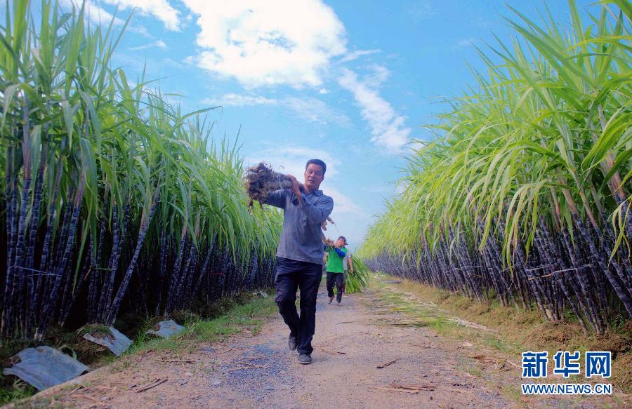（走基层&middot;喜迎十八大）（1）广西玉林：特色农业鼓起农民钱袋子
