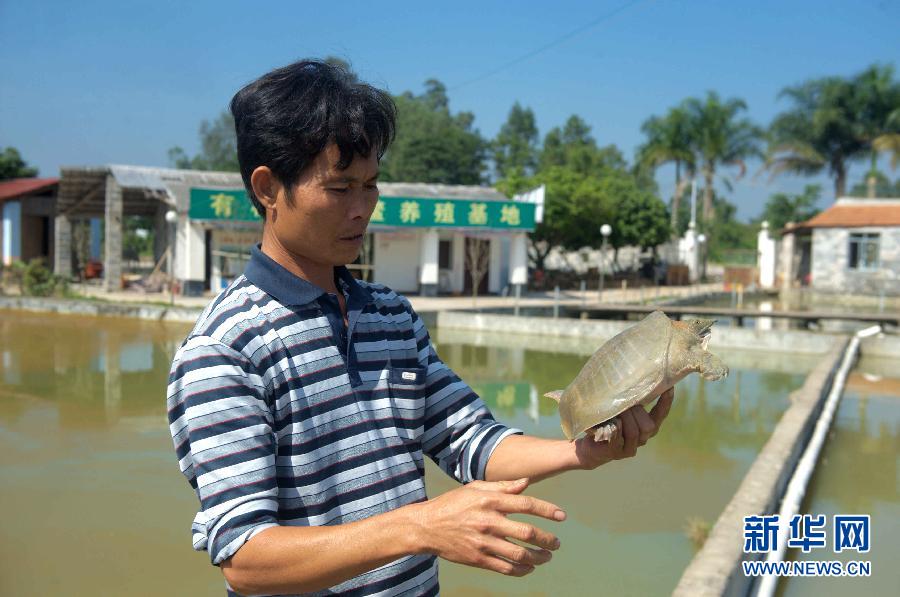 （走基层&middot;喜迎十八大）（4）广西玉林：特色农业鼓起农民钱袋子