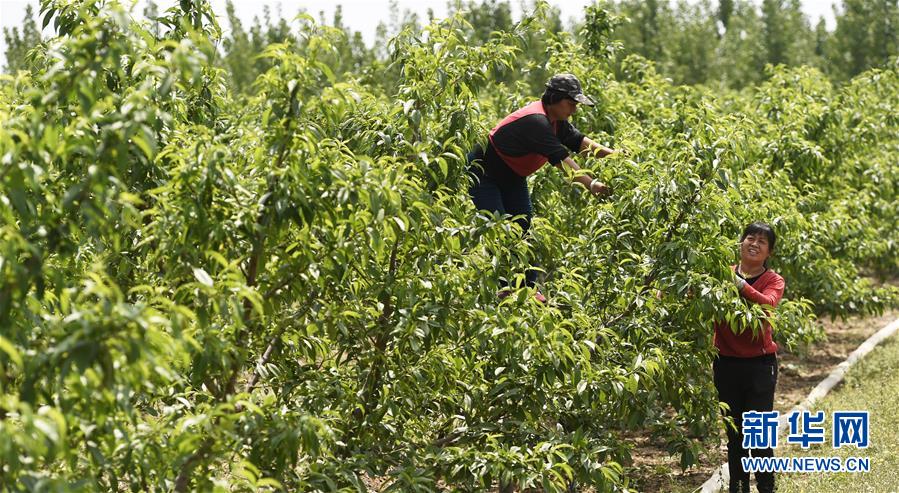#（经济）（3）山东打造沿黄水果长廊富民经济带