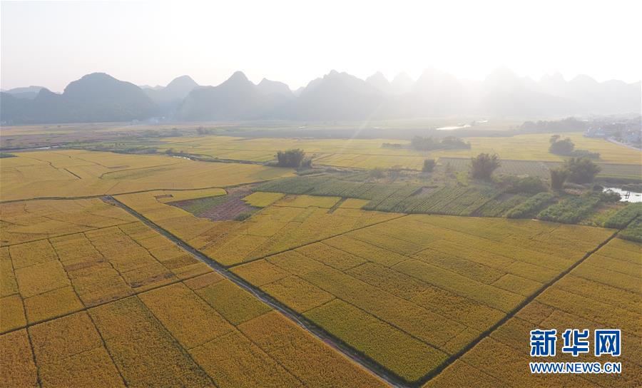 （空中之眼）（2）广西上林：田园丰收色