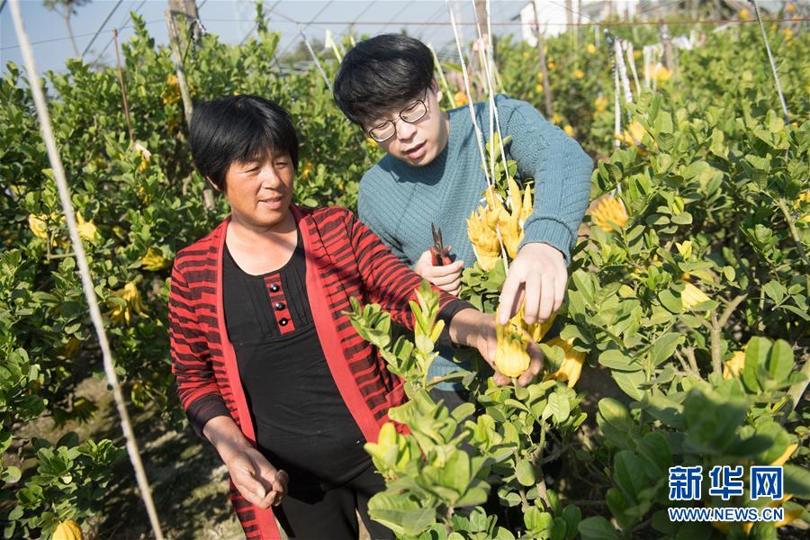 （文化）（6）杭州&ldquo;90后&rdquo;：让佛手回归清供雅玩