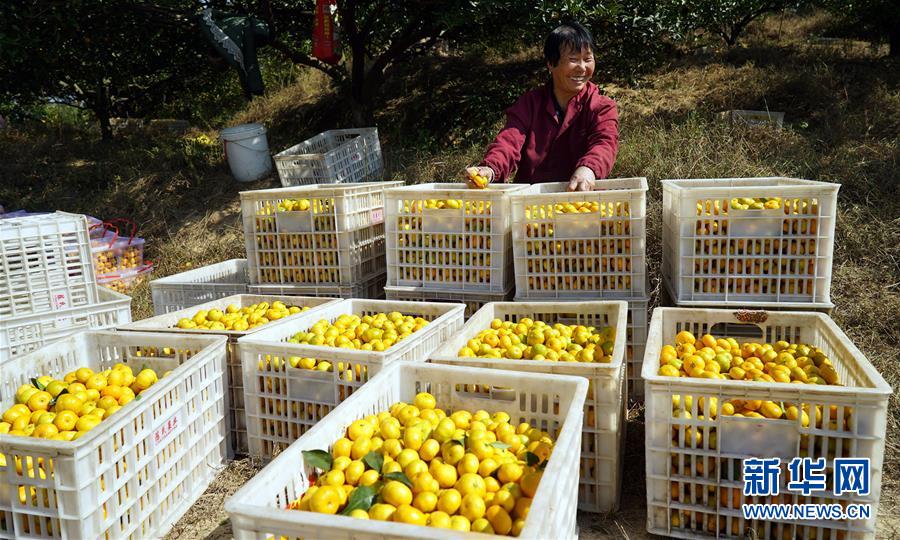 （经济）（4）江西南丰：延伸蜜橘产业链 做大做强特色产业