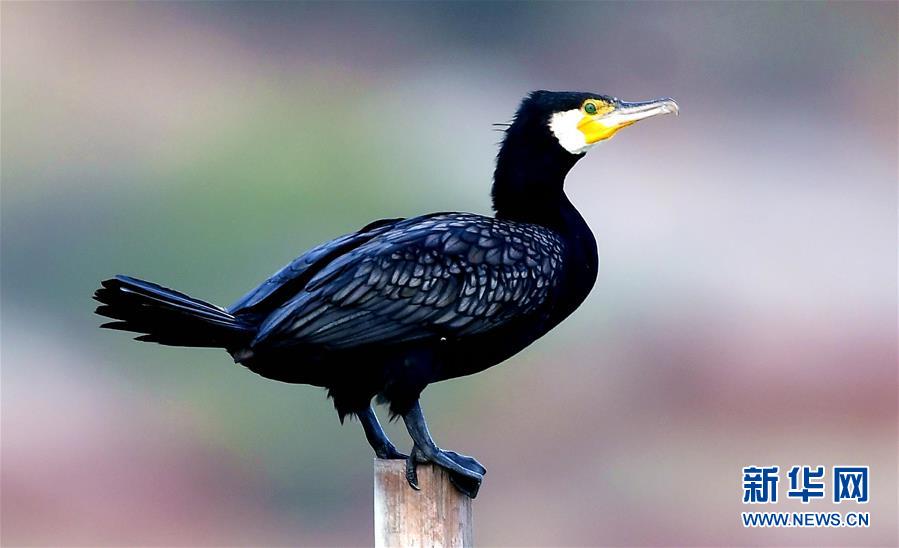 （图文互动）（4）闽江口湿地成鸟类天堂