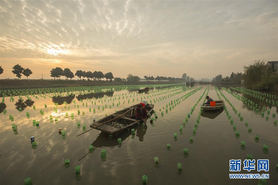 河蚌育珠成河道清水工程风景线