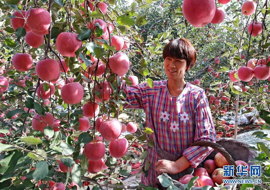 （经济）（1）果香飘燕山 农民增收多