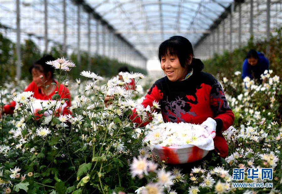 （社会）（1）河北永清：温室香菊拓宽富民路