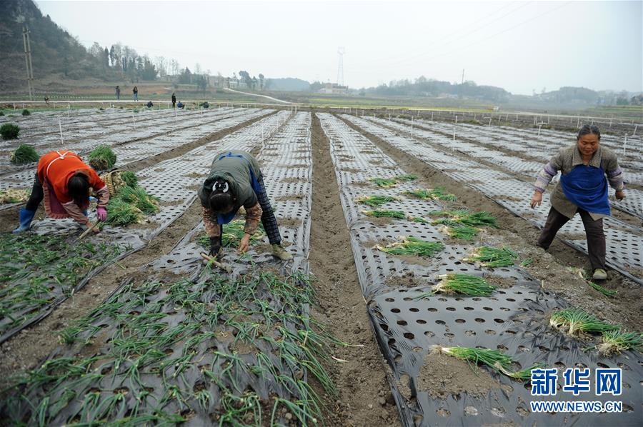 （社会）（2）惊蛰到 农事忙